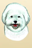 Bichon Frise